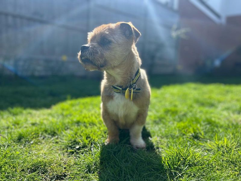 Jack Russell Terrier for adoption in Kenilworth, Warks – 11 years old - Image 2 of 7