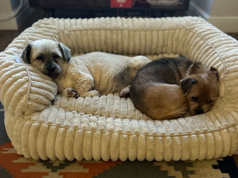 Jack Russell Terrier for adoption in Kenilworth, Warks – 11 years old - Image 5 of 7