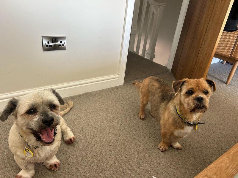 Jack Russell Terrier for adoption in Kenilworth, Warks – 11 years old - Image 6 of 7