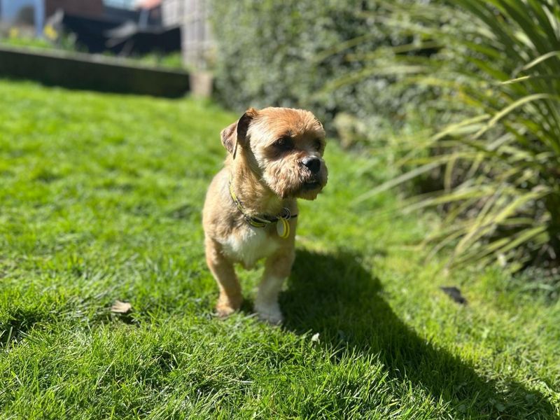 Jasper for sale in Kenilworth, Warks - Image 3