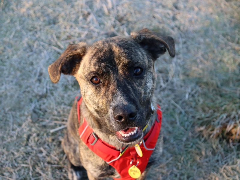 Brody | Terrier (Staffordshire Bull) Cross | Glasgow - 1