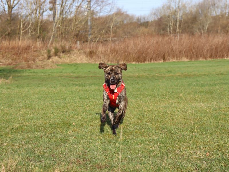 Brody | Terrier (Staffordshire Bull) Cross | Glasgow - 1