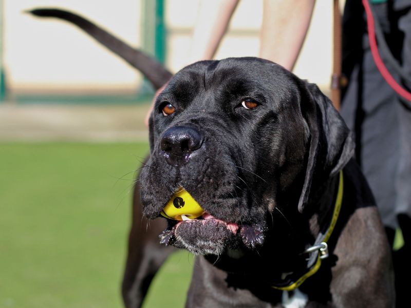 Juliet | Italian Corso Dog | Manchester - 1