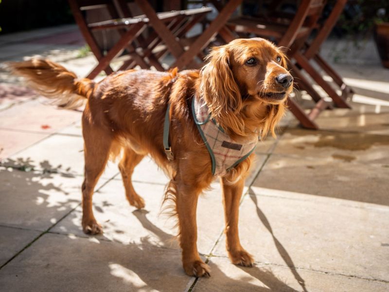 Rolo for sale in Snetterton, Norfolk - Image 3