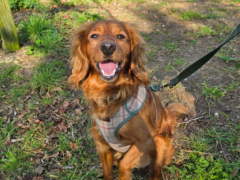 Poodle Dogs And Puppies For Adoption