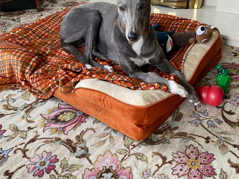 Greyhound for adoption in Leeds, Yorkshire – 7 years old - Image 2 of 2