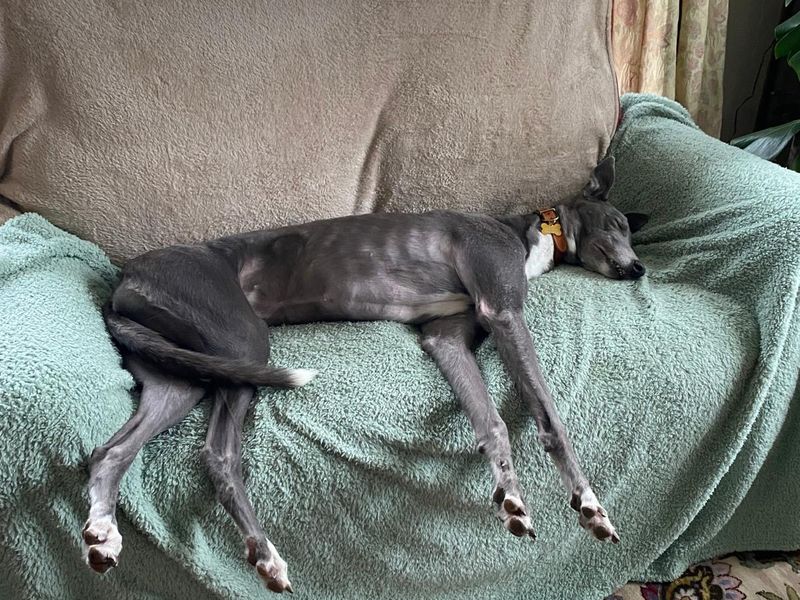 Lucy for sale in Leeds, Yorkshire