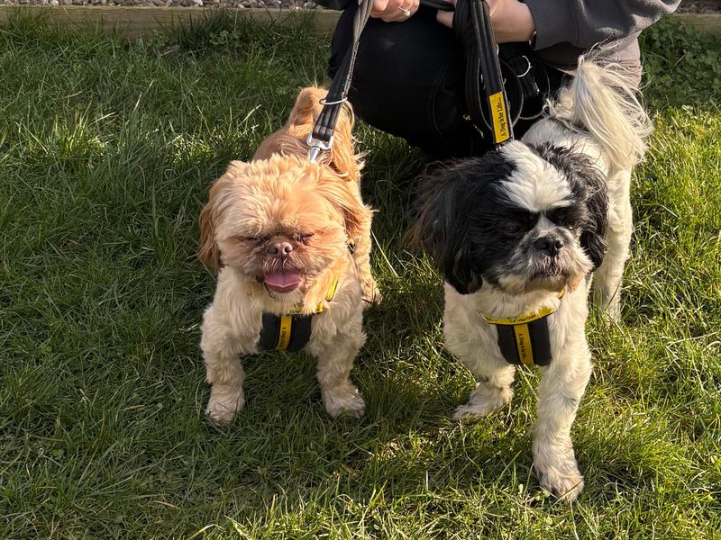 Shih Tzu for adoption in Wymeswold, Leicestershire – 11 years old