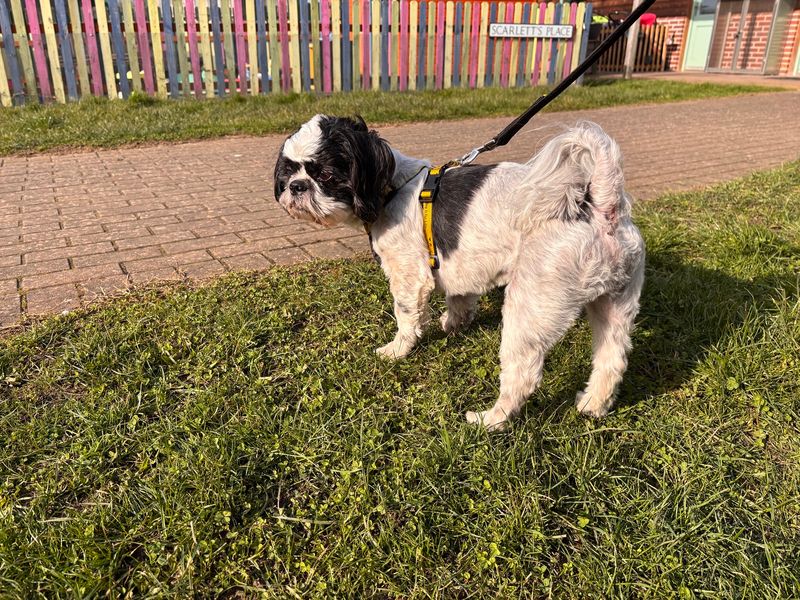 Harley | Shih Tzu | Loughborough - 1