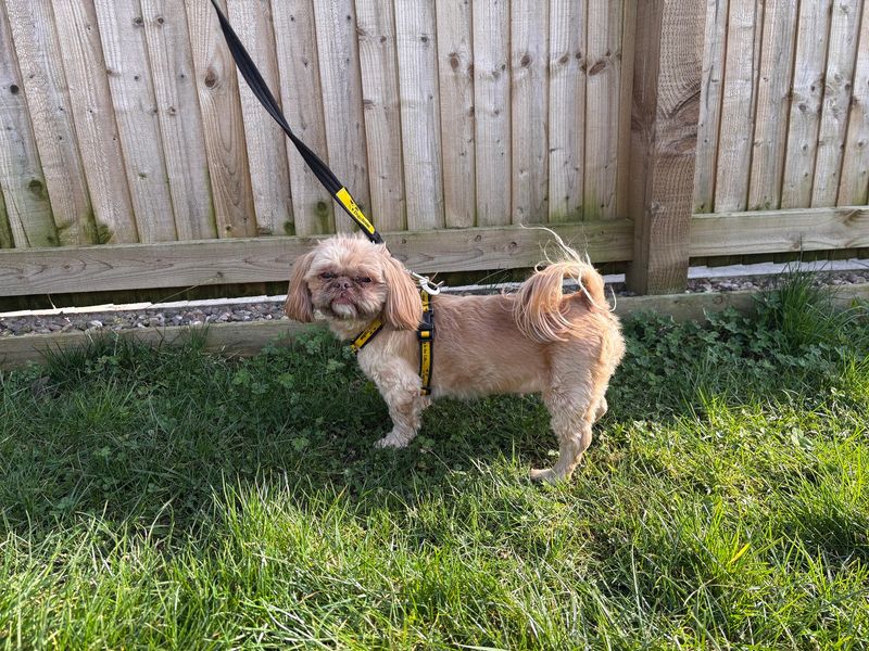 Poppy | Shih Tzu | Loughborough - 1