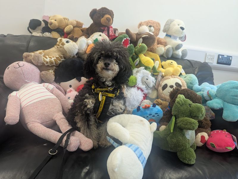 Tuppence | Poodle (Toy) | Ballymena (Northern Ireland) - 1