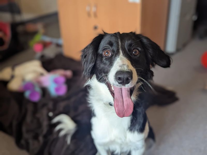 Bella | Spaniel (Cavalier King Charles) Cross | Bridgend (Wales) - 1