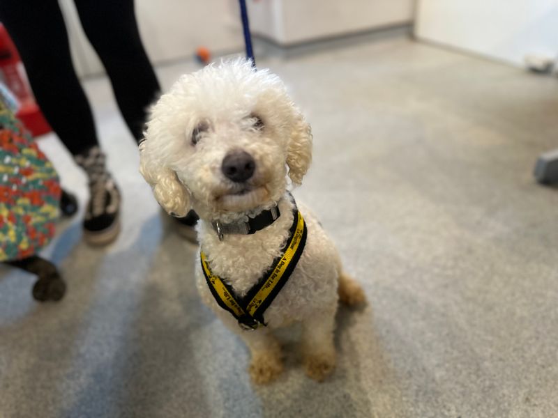 Elsa | Bichon Frise | Bridgend (Wales) - 1