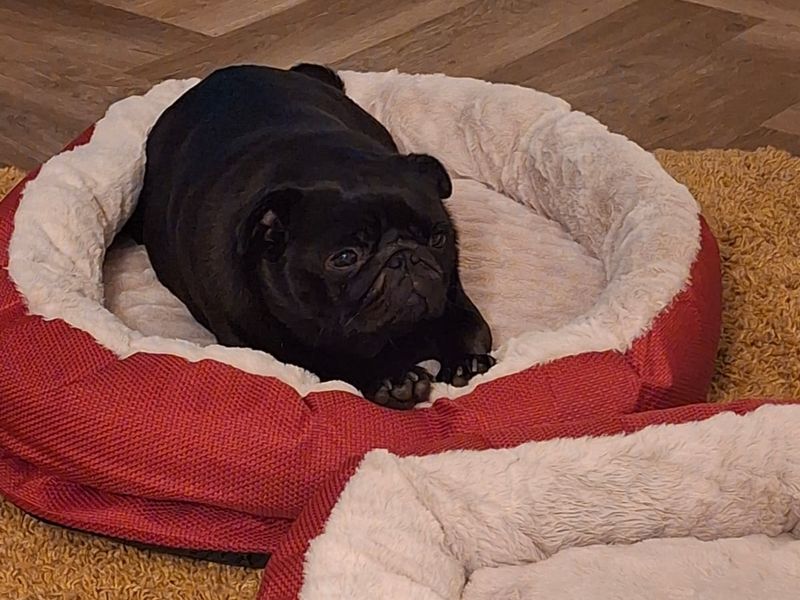 Nala for sale in Sadberge, Co Durham