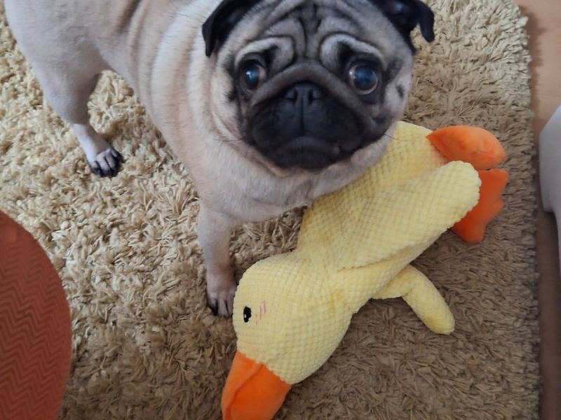 Pug for adoption in Sadberge, Co Durham – 4 years old - Image 3 of 4