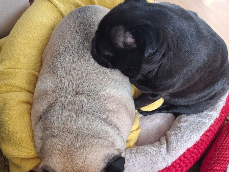 Pug for adoption in Sadberge, Co Durham – 4 years old - Image 2 of 4