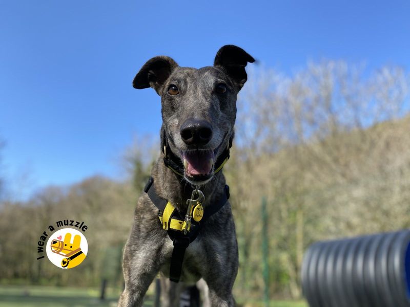 Greyhound for adoption in Ilfracombe, North Devon – 4 years old - Image 3 of 5