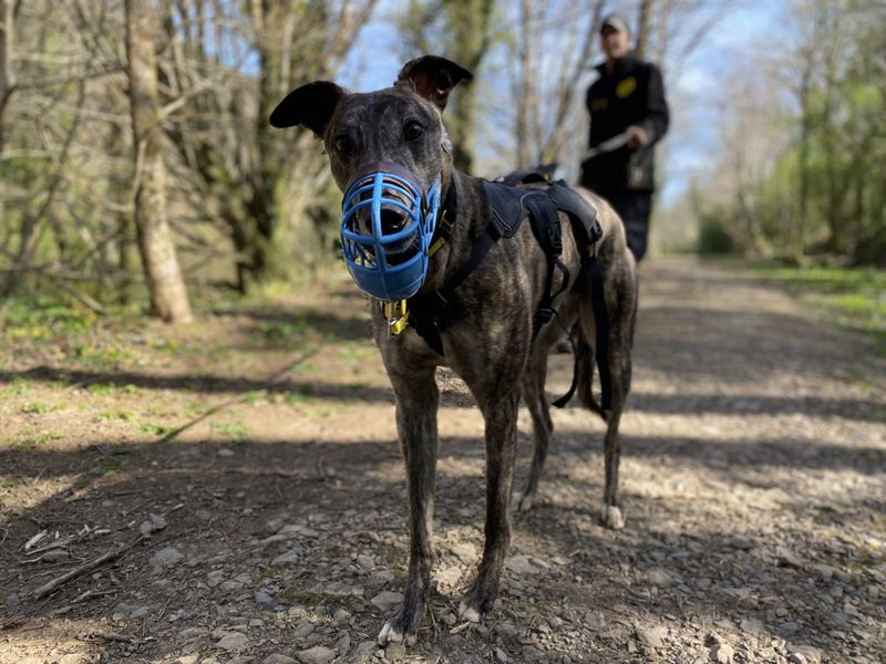 Greyhound for adoption in Ilfracombe, North Devon – 4 years old