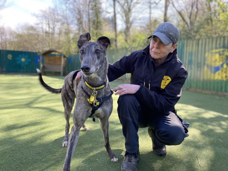 Greyhound for adoption in Ilfracombe, North Devon – 4 years old - Image 2 of 5