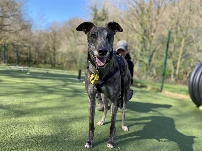 Greyhound for adoption in Ilfracombe, North Devon – 4 years old - Image 4 of 5