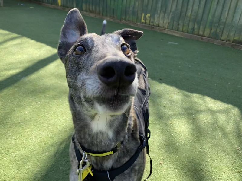 Greyhound for adoption in Ilfracombe, North Devon – 4 years old - Image 5 of 5