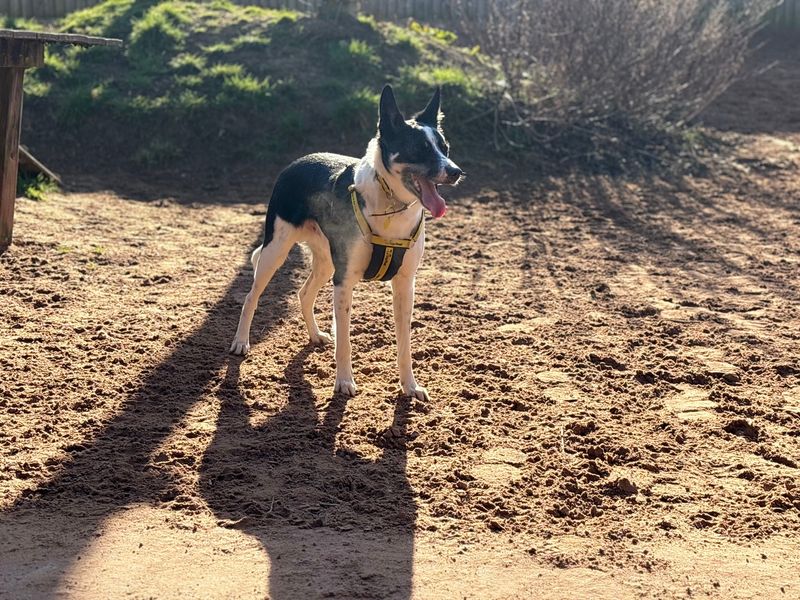 Border Collie for adoption in Wymeswold, Leicestershire – 3 years old - Image 2 of 4
