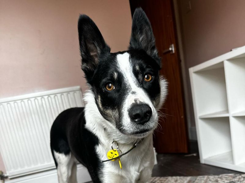 Border Collie for adoption in Wymeswold, Leicestershire – 3 years old - Image 4 of 4