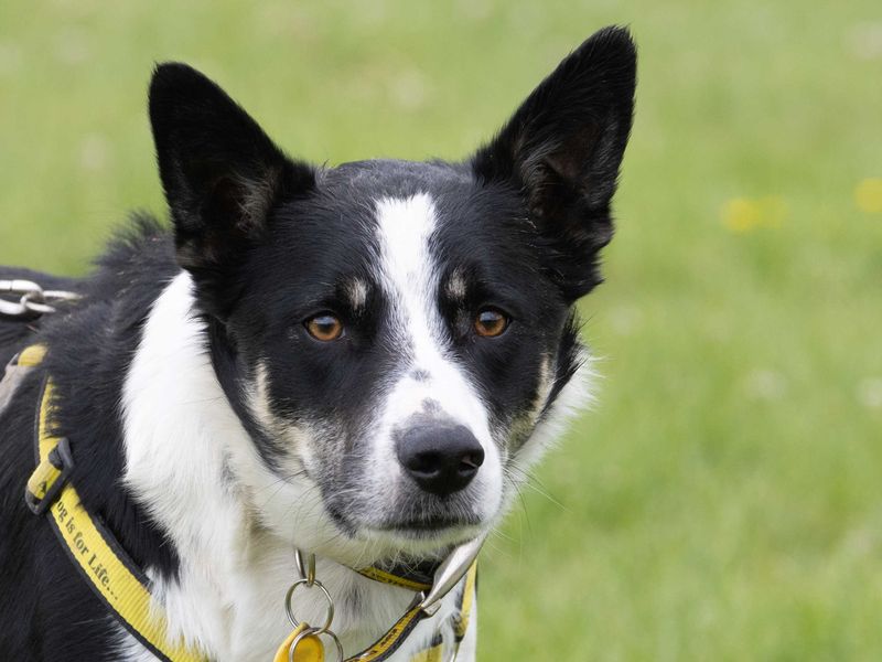Troy | Collie (Border) | Loughborough - 1