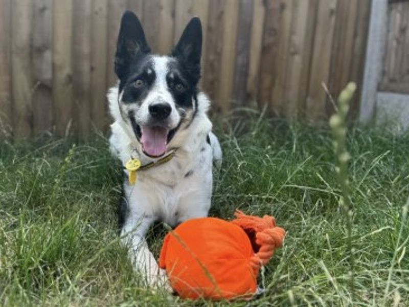 Troy | Collie (Border) | Loughborough - 1