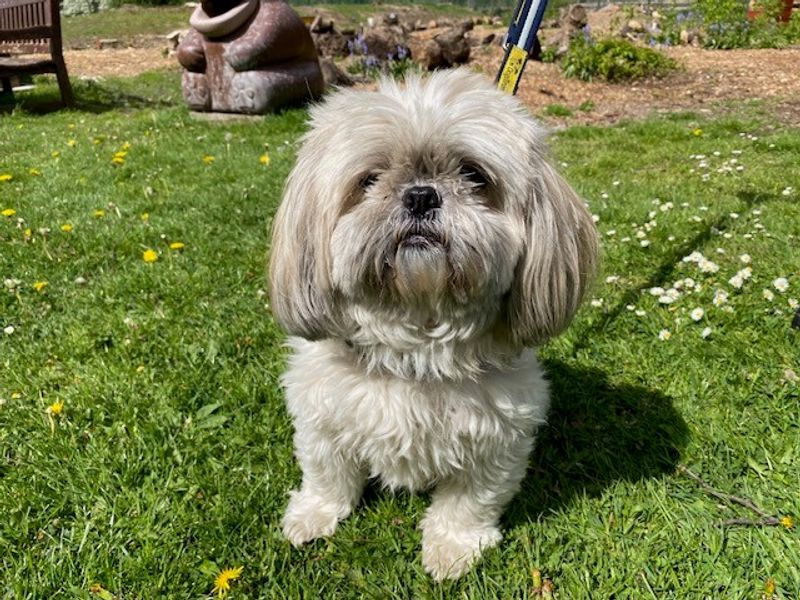 Bella for sale in Liverpool, Merseyside