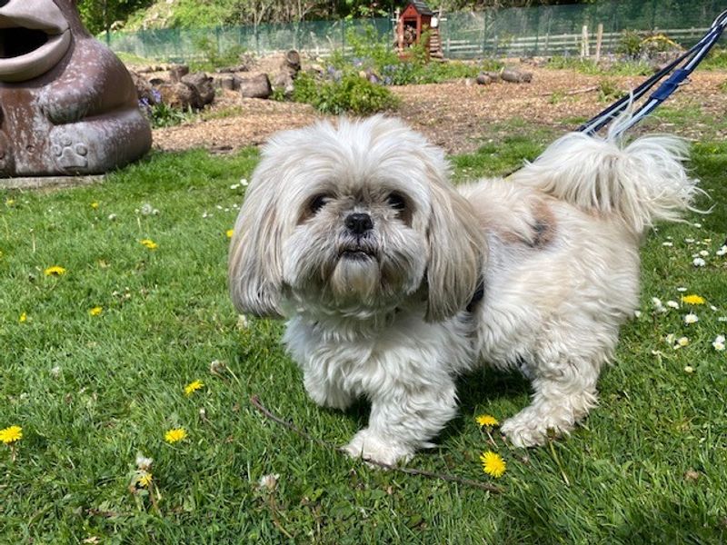 Bella for sale in Liverpool, Merseyside | Image 3