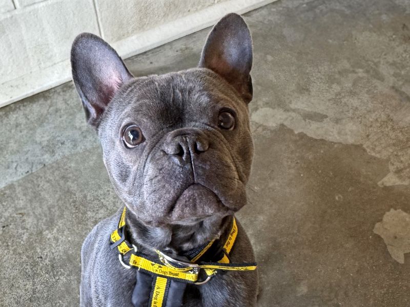 Blue | French Bulldog | Basildon (Essex) - 1