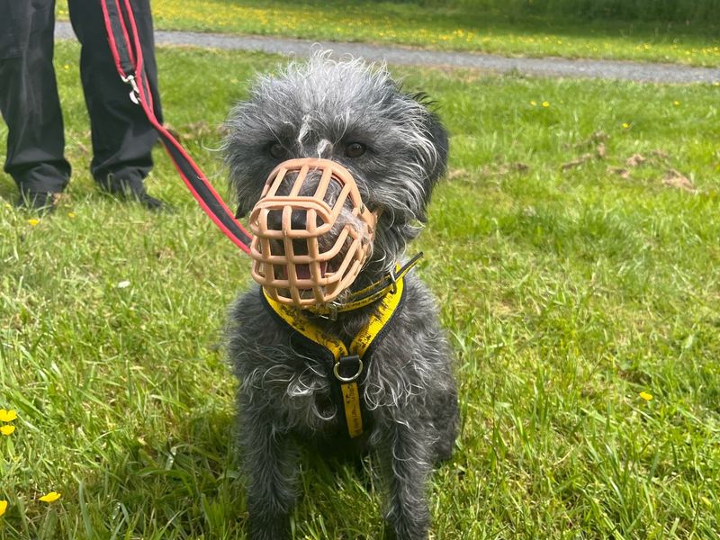 Bunny | Terrier (Bedlington) Cross | Shrewsbury (Shropshire) - 1