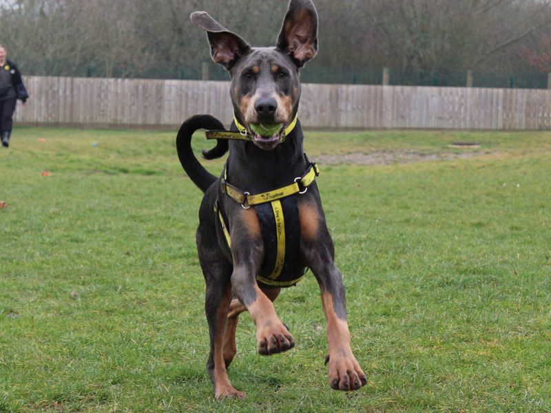 Darcy for sale in Newbury, Berks