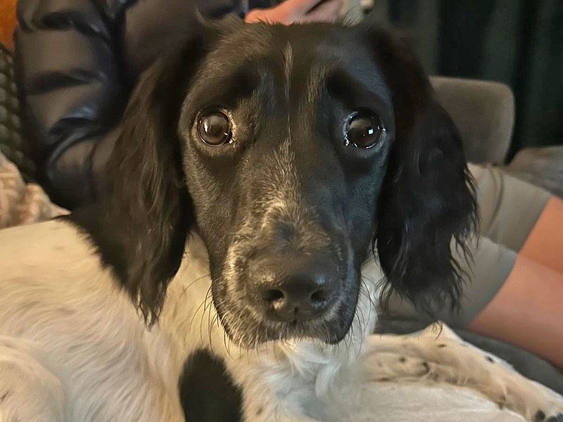 Stella for sale in Wickford, Essex | Image 3