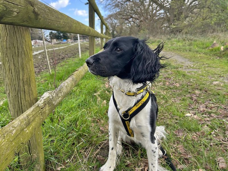 Stella for sale in Wickford, Essex