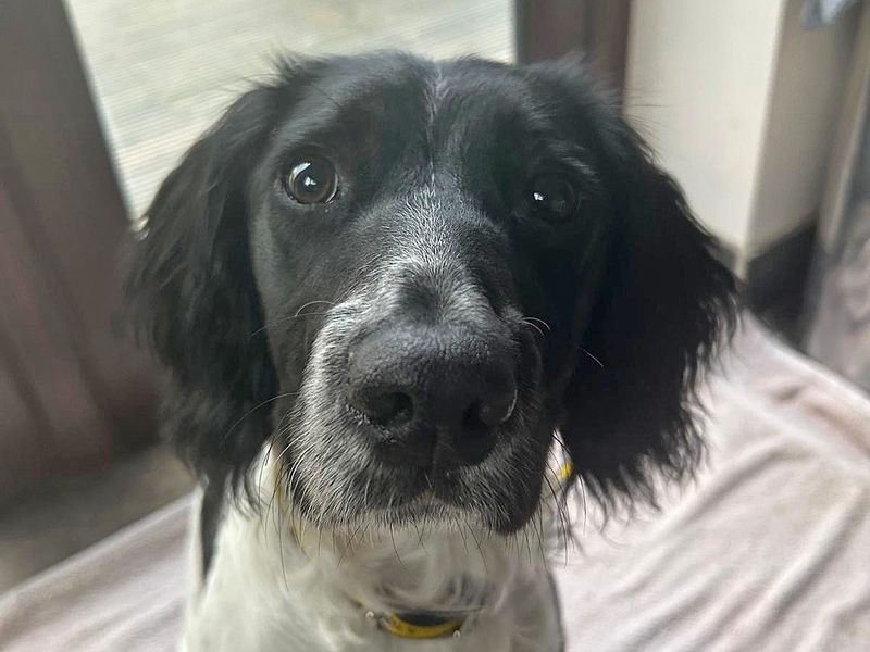 Stella for sale in Wickford, Essex | Image 2