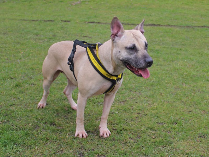 Luna for sale in Liverpool, Merseyside - Image 3