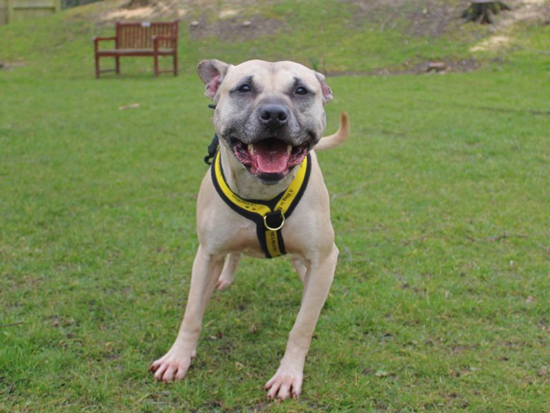 Luna for sale in Liverpool, Merseyside - Image 2