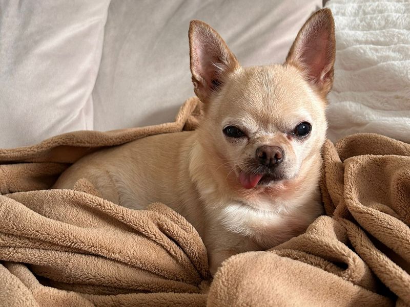 Chihuahua for adoption in Kenilworth, Warks – 10 years old - Image 2 of 5