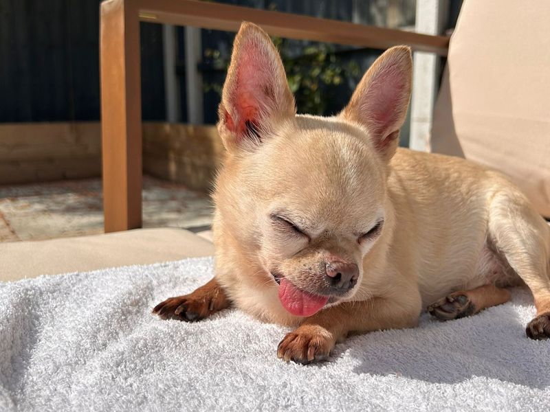 Chihuahua for adoption in Kenilworth, Warks – 10 years old - Image 4 of 5