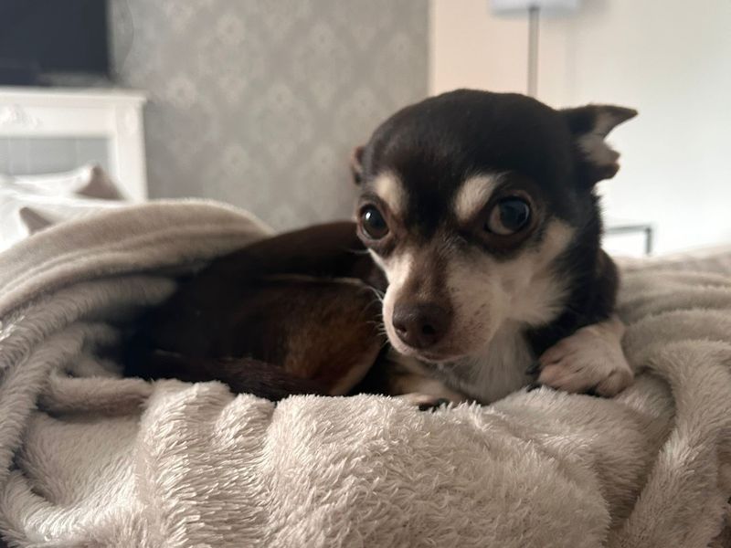 Coco for sale in Kenilworth, Warks