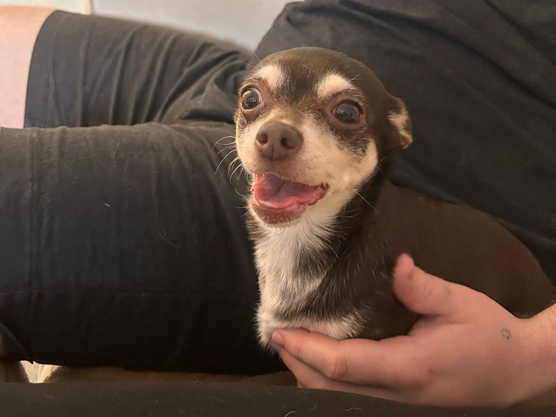 Chihuahua for adoption in Kenilworth, Warks – 8 years old - Image 4 of 4