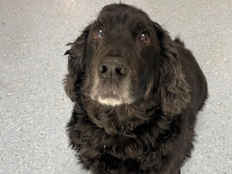 Cocker Spaniel for adoption in Wymeswold, Leicestershire – 11 years old - Image 2 of 3