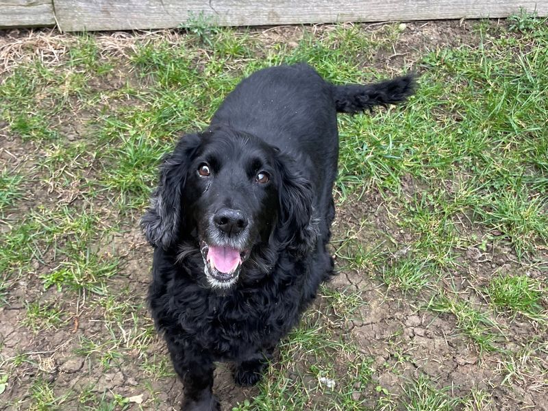 Cocker Spaniel for adoption in Wymeswold, Leicestershire – 11 years old - Image 3 of 3