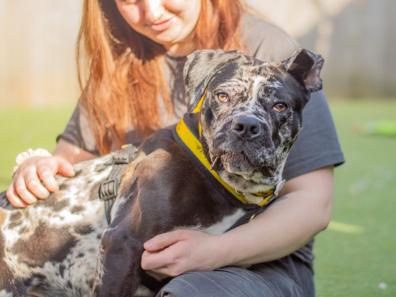 Missy for sale in Kenilworth, Warks