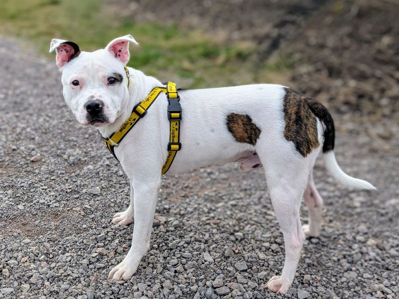Staffordshire Bull Terrier for adoption in Cardiff / Caerdydd, South Glamorgan – 2 years old - Image 2 of 7