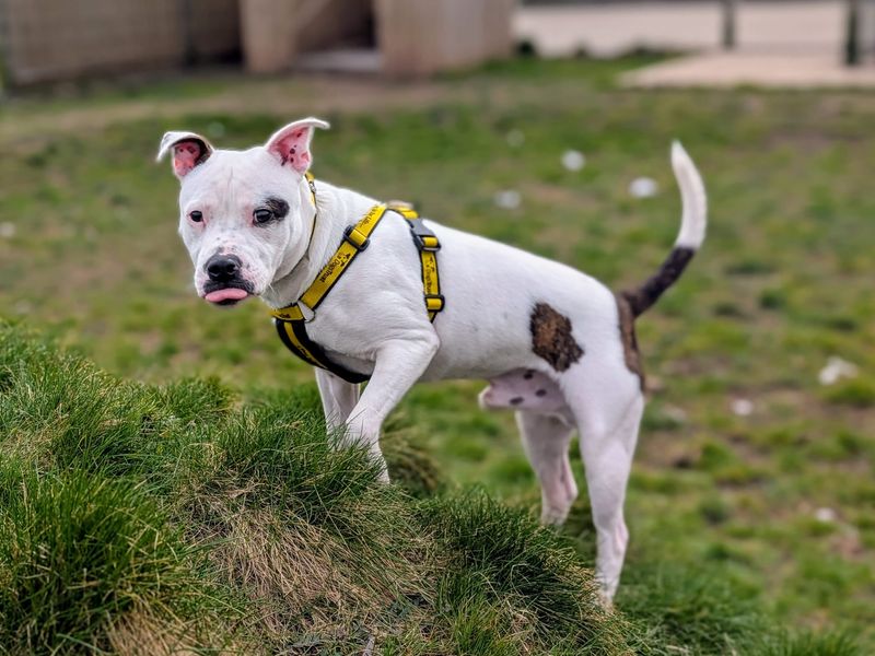 Staffordshire Bull Terrier for adoption in Cardiff / Caerdydd, South Glamorgan – 2 years old - Image 4 of 7