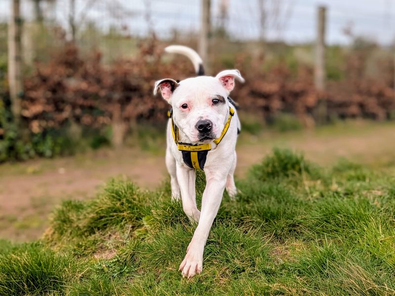 Theo for sale in Cardiff, Glamorgan