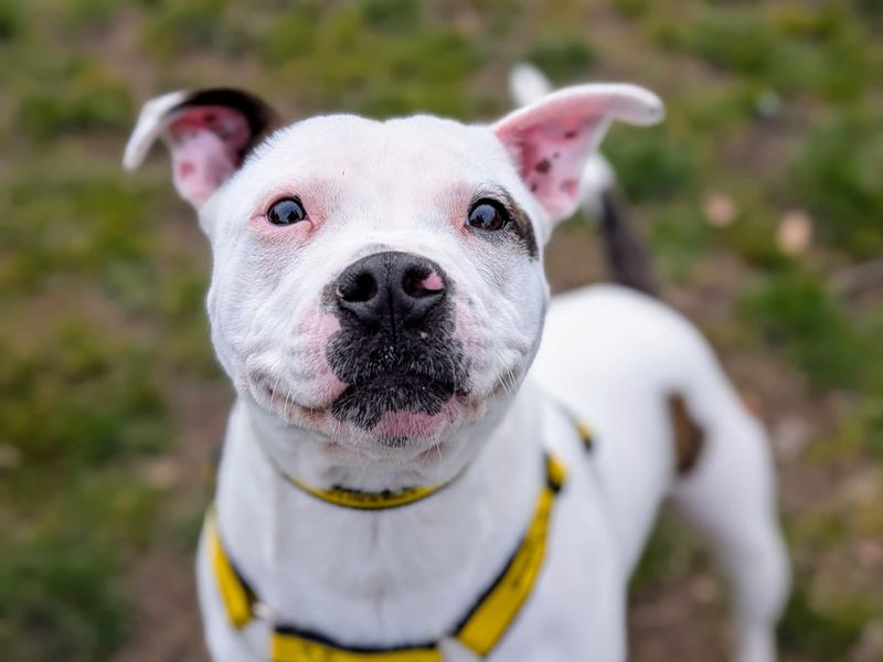 Staffordshire Bull Terrier for adoption in Cardiff / Caerdydd, South Glamorgan – 2 years old - Image 3 of 7